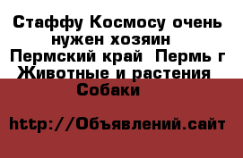 Стаффу Космосу очень нужен хозяин - Пермский край, Пермь г. Животные и растения » Собаки   